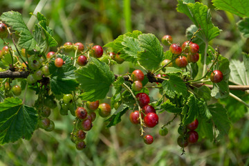 red currant berries