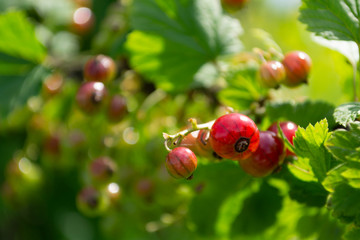 red currant berries