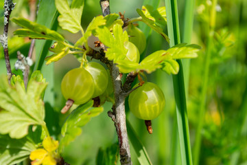 green gooseberries on a branch