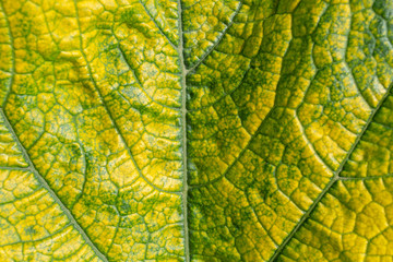 green leaf texture