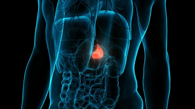 Human Internal Organ Gallbladder Anatomy Animation Concept