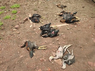 Dead chicken in the yard    