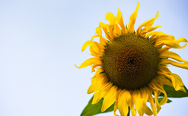 sunflower against the sky