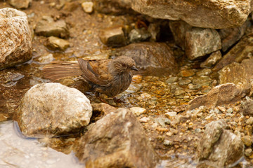 Dunnock, Prunella modularis, small bird bathing among the rocks, Spain
