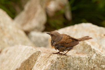 Dunnock, Prunella modularis, small bird on the lose, Pyrenees, Spain