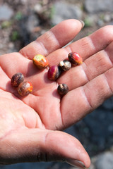 Ripe coffee berries on the farmers hand at the farm near Antigua Guatemala