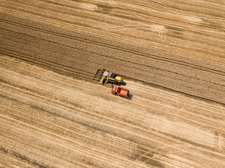 Aerial drone view. Mechanized harvesting of wheat in the field.