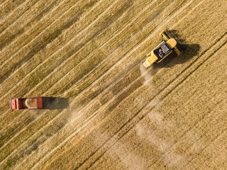 Fototapeta na wymiar Aerial drone view. Mechanized harvesting of wheat in the field.