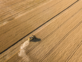 Fototapeta premium Aerial drone view. Mechanized harvesting of wheat in the field.