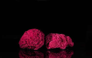 Corals for aquarium decoration and interior design