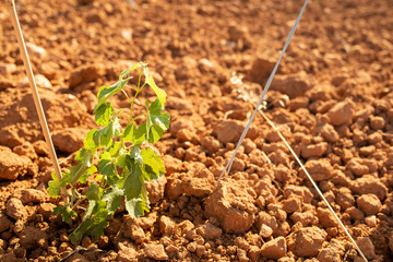 Isolated young vine growing. Modern concept of winemaking.