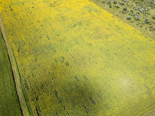 Aerial drone view. Sunflower field in Ukraine