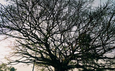 sunset in the forest