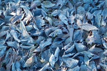 霜のついた落ち葉