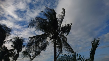 Fototapeta na wymiar Coconut tree withstanding tropical wind
