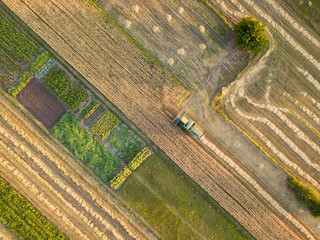 Aerial drone view. Mechanized harvesting of wheat in the field.