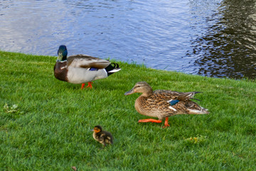 Holland landscape with ducks by the water