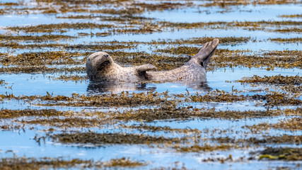 Fototapeta premium Common seal (harbour seal) sun bathing in shallow water surrounded by seaweed in a calm ocean