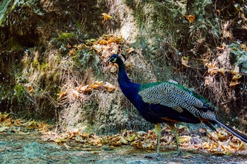 Beautiful bird peacock in natural conditions. Rhodes island, Greece.