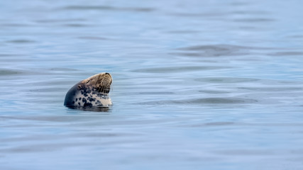 Bull grey seal sleeping in a calm ocean and enjoying warm sunshine