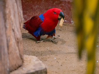 Portrait of colorful Macaw parrot.