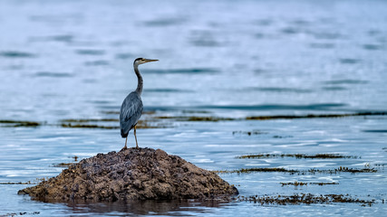 Grey heron standing on a rock in the ocean