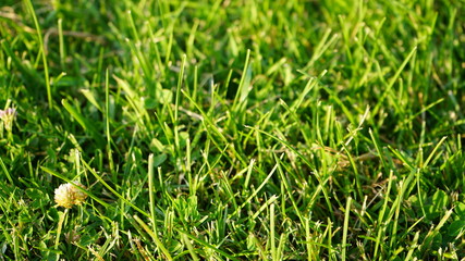 green grass background