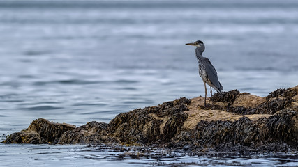 Grey heron standing on a rock in the ocean