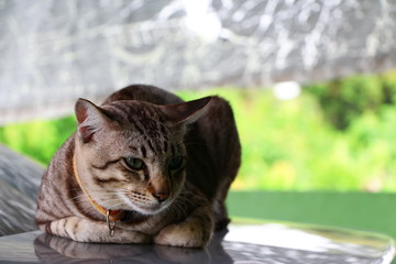 cute cat animal closeup lying on car with green background  