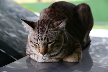 cute cat animal closeup lying on car with green background  