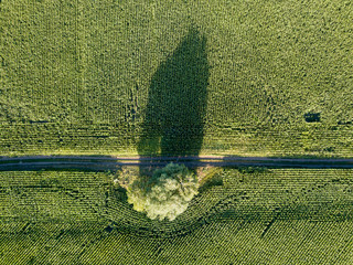 A green tree with a long shadow next to a cornfield. Aerial drone view.