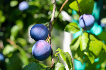 Close up of the plums ripe on branch. Ripe plums on a tree branch in the orchard. View of fresh...