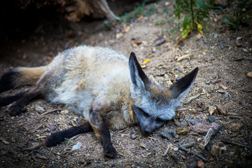 otocyon allongé sur le sol