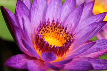 Beautiful blooming of purple water lily in a sunny day