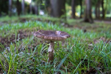 森を背景にしたキノコ／ヘビキノコモドキ（Amanita spissacea）
