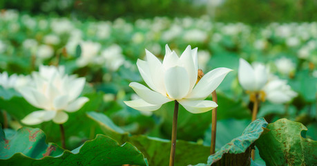 Obraz premium Blooming white lotus flowers with green leaves in the lake
