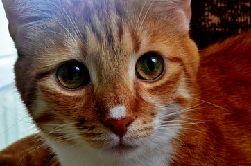 Red cat with a white nose, close-up