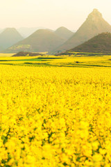 Blooming yellow mustard flowers in the valley at sunrise.