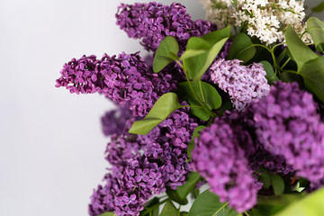 Bouquet of fresh lilacs on white background