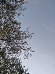 sky and tree