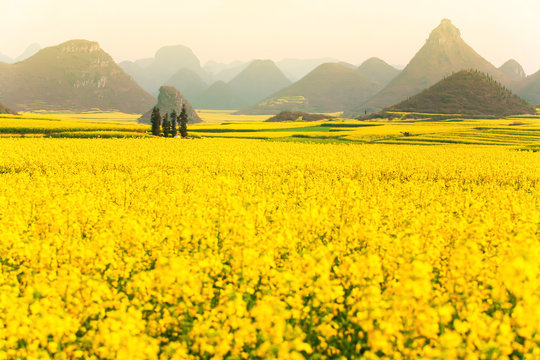 Blooming yellow mustard flowers in the valley at sunrise.