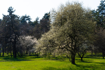 Obraz premium Blooming trees in the meadow
