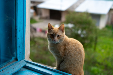 Cat sits by an open window