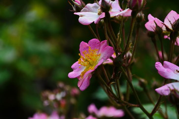 Dog Rose blossoms (Rosa canina)