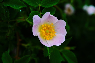 Dog Rose blossoms (Rosa canina)