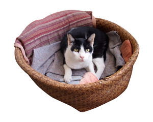 cat in basket isolated on white