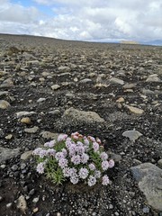 trekking auf dem laugavegur im hochland von Fimmvörðuháls island © heibergerwork