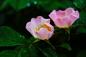 Dog Rose blossoms (Rosa canina)
