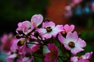 Dog Rose blossoms (Rosa canina)