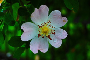 Dog Rose blossoms (Rosa canina)